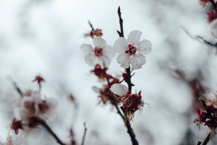 Spring has sprung in Matsumoto