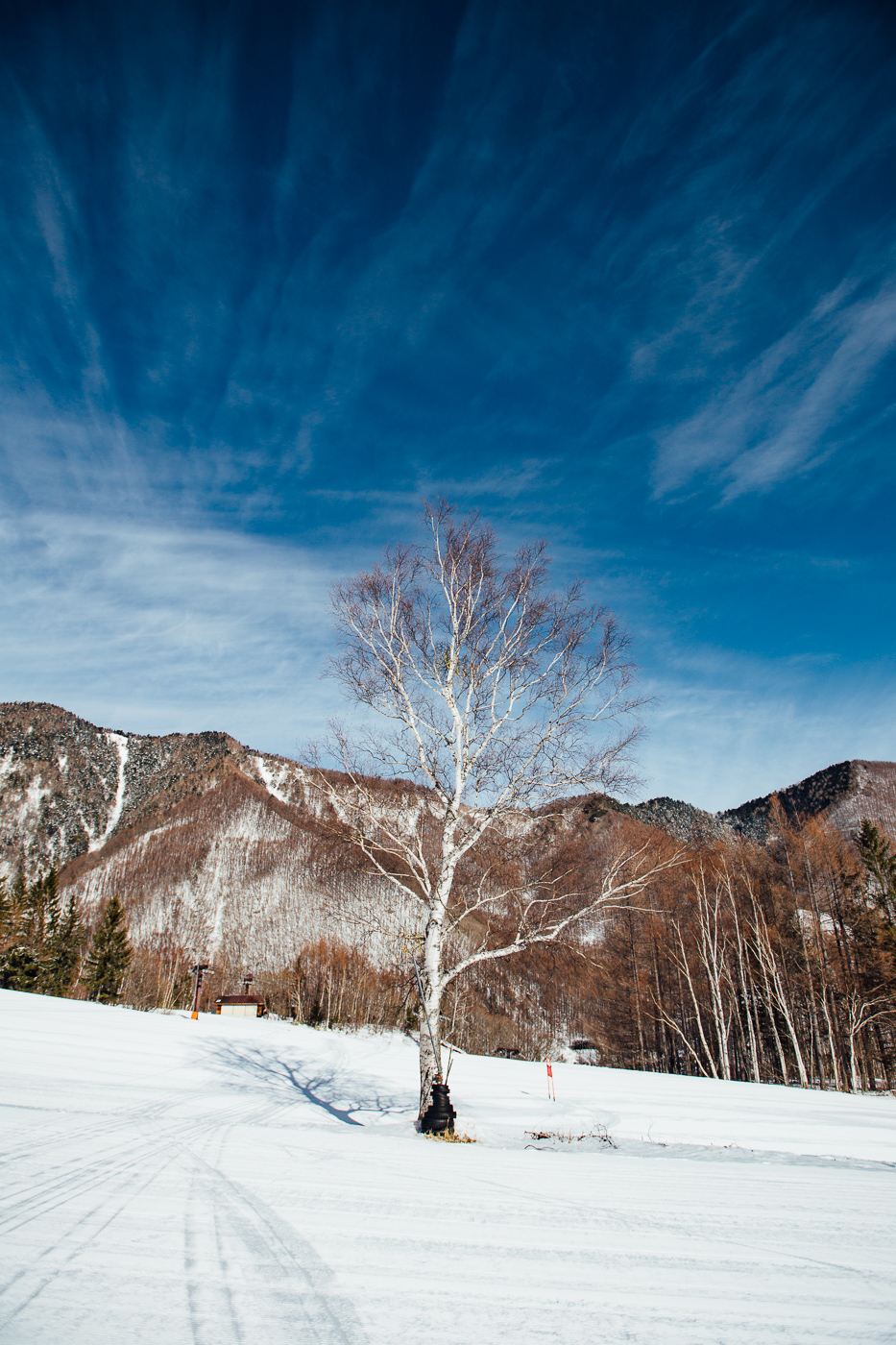 Blue sky and a birch tree